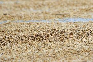 top view of paddy rice or rice seed in the background. Yellow paddy jasmine rice for background photo