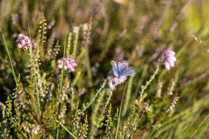 Common Blue Heather Blossom photo