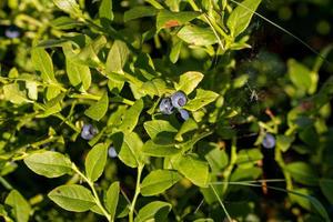 Wild blueberries bush photo