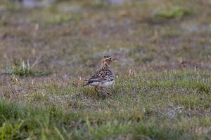 Meadow Pipit Meadow photo