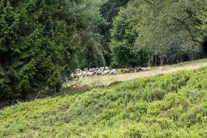 Herd of sheep at the edge of the forest photo