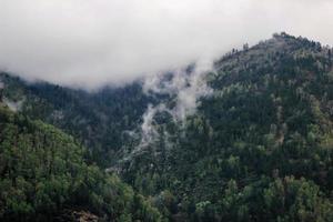 Forest mountain with the conifer trees in fog and cloud. Beautiful landscape with fir forest in dense fog. Closeup forest