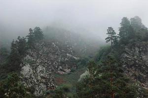 Forest mountain with the conifer trees in fog and cloud. Beautiful landscape with fir forest in dense fog. Closeup forest photo