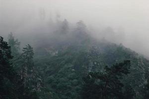 montaña forestal con árboles de coníferas en niebla y nubes. hermoso paisaje con bosque de abetos en una densa niebla. primer plano del bosque foto