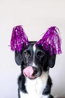 Funny black dog shows language and in pink holiday decoration. Cute dog concept for greetings, birthday, fun. photo