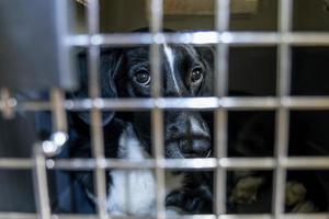 Sad black dog in cage looks through the bars. Veterinary, transportation concept. Close-up. photo