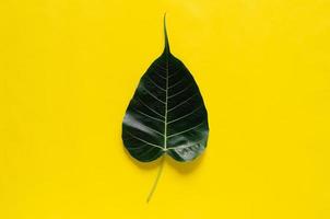 Bodhi leaf on yellow background. photo