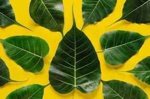Bodhi leaves on yellow background. photo