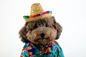 An adorable black Poodle dog wearing summer cloth with hat on white color background for Summer concept. photo