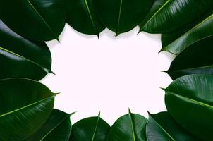 Green Rubber tree leaves on white space in the middle for background photo concept.