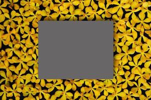 Yellow color orchids put on black background with blank dark gray square space for text. Backdrop and background concept. photo