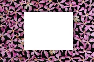 Pink color orchids put on black background with blank white square space for text. Backdrop and background concept. photo