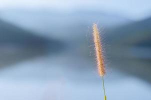 flores de pennisetum de plumas o hierba de misión con fondo de lago y montañas. foto