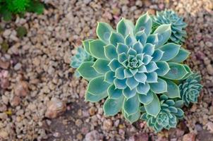 echeveria híbrido que es una suculenta planta tolerante a tiro en el jardín. foto