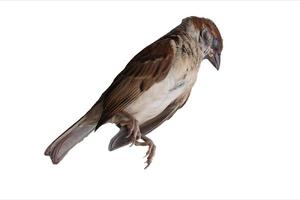 Dead bird corpse lying outdoors isolated on white background photo