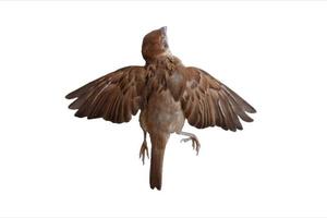 Dead bird corpse lying outdoors isolated on white background photo