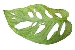 Green monstera leaves isolated from white background. photo