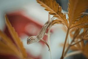 Close up brown thai chameleon on natural green background photo