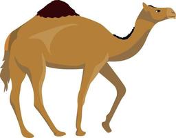 Camel Standing And Walking vector