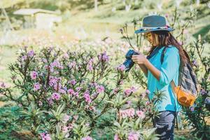 naturaleza de viaje de mujer asiática. viajar relajarse. de pie fotografiando hermosas flores de albaricoque rosa en el jardín de albaricoque. foto