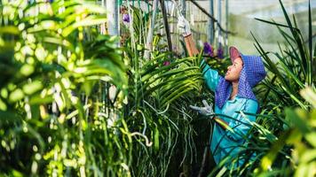 The young woman worker is taking care of the orchid flower in garden. Agriculture, orchid Plantation cultivation.Orchidaceae photo