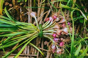 vegetable garden of gardener. On the mountain of hilltribes. Shallot photo