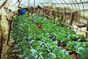 los agricultores cultivan verduras de col en el jardín. foto