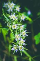 Wallpaper background Purple flowers photo