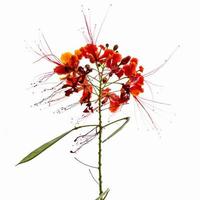 background Flower  Caesalpinia pulcherrima photo