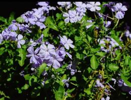 Blue Buttons Lapham's Phlox, Woodland Phlox, Wild Sweet William, Wild Blue Phlox blooming flowers brunch in garden photo