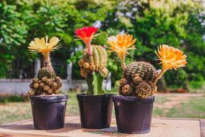 Collection of cactuses Red and Yellows  Cactus wood, cactus in tree pot. Cactus plants on wood table and nature background. photo