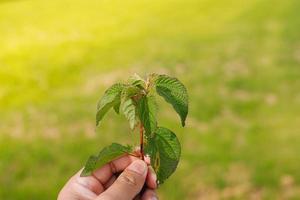 Vista de primer plano de la naturaleza de la hoja verde superior del árbol en el jardín en verano bajo la luz del sol. paisaje de plantas verdes naturales que se utiliza como fondo o papel tapiz. foto