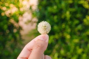 Vista de primer plano de la naturaleza de la hoja verde superior del árbol en el jardín en verano bajo la luz del sol. paisaje de plantas verdes naturales que se utiliza como fondo o papel tapiz. foto