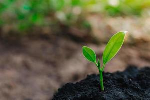 small plant growing on dirt in nature with sunshine green background. environment concept photo