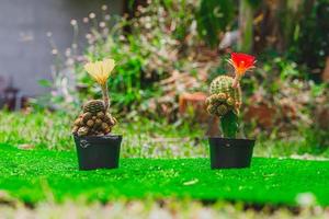 Collection of cactuses Red and Yellows  Cactus wood, cactus in tree pot. Cactus plants on wood table and nature background. photo