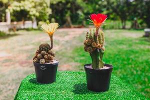 Collection of cactuses Red and Yellows  Cactus wood, cactus in tree pot. Cactus plants on wood table and nature background. photo