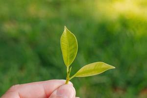 Vista de primer plano de la naturaleza de la hoja verde superior del árbol en el jardín en verano bajo la luz del sol. paisaje de plantas verdes naturales que se utiliza como fondo o papel tapiz. foto