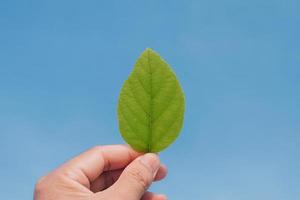 Closeup nature view of Tree top green leaf in garden at summer under sunlight. Natural green plants landscape using as a background or wallpaper. photo