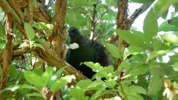 un pájaro tui en el acantilado video