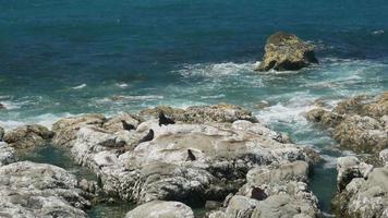 el lobo marino de kaikoura se queda en la roca cerca de la playa video