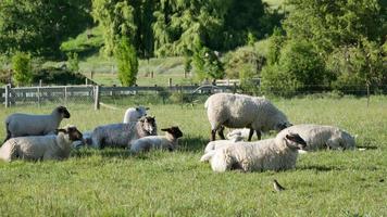 A group of sheep grazing grass and rest video