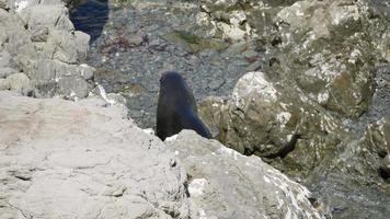 uma foca pula e brinca perto da rocha em kaikoura, ilha sul, nova zelândia