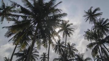 flux de nuage blanc timelapse sur la noix de coco. video