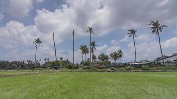 Timelapse of green paddy cultivated together. video