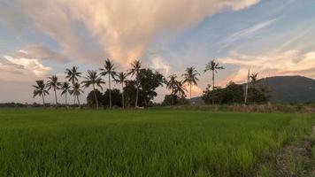 Timelapse panning shoot sunset natural open area of paddy field i video