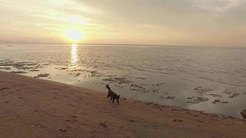 il gatto nero cammina dolcemente sulla spiaggia durante l'ora del tramonto. video