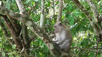 macaco descansa na árvore. video