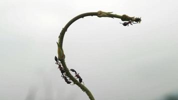 Silhouette of fire ant on plant. video