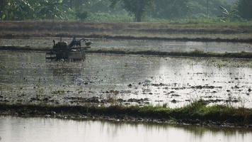 tractor en zilverreiger zoeken voedsel in het rijstveld. video