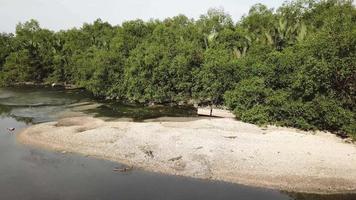 cibo asiatico per la ricerca del monitor dell'acqua vicino alla riva del fiume. video